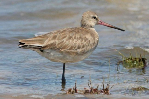 Veliki wergelist - robusna močvara